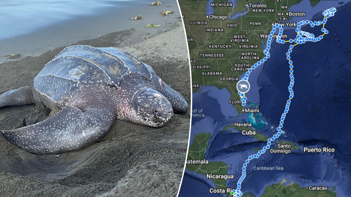 Riptide the leatherback turtle swims impressive 7,000 miles in 7 months