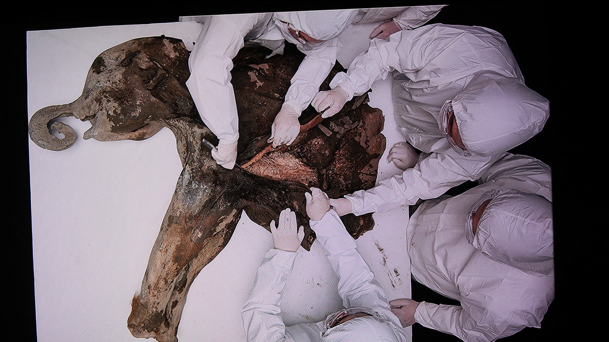 Baby mammoth Yana, dating back 130,000 years, dissected by scientists: photos