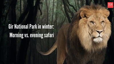 Gir National Park in winter: Morning vs. evening safari, booking details, and prices |