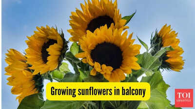 Can you grow sunflowers on your flat’s balcony? Here’s how to make them bloom |
