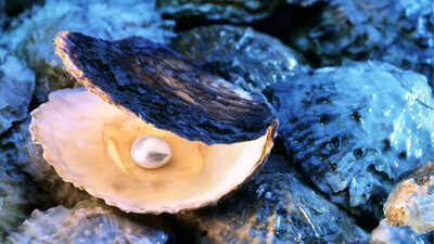 How oysters turn a tiny irritant into a pearl: What really goes on inside the shell |
