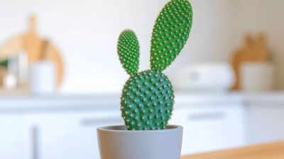 How to grow and care for a bunny ear cactus at home |