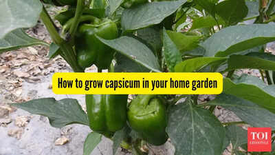 How to grow capsicum in pots on your balcony or terrace |