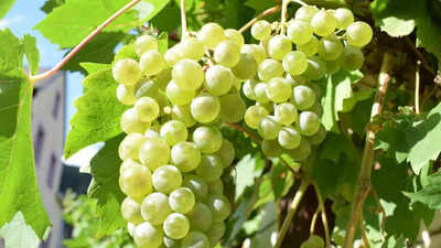 How to grow grapes at home: Expert tips for sweet and luscious fruit |