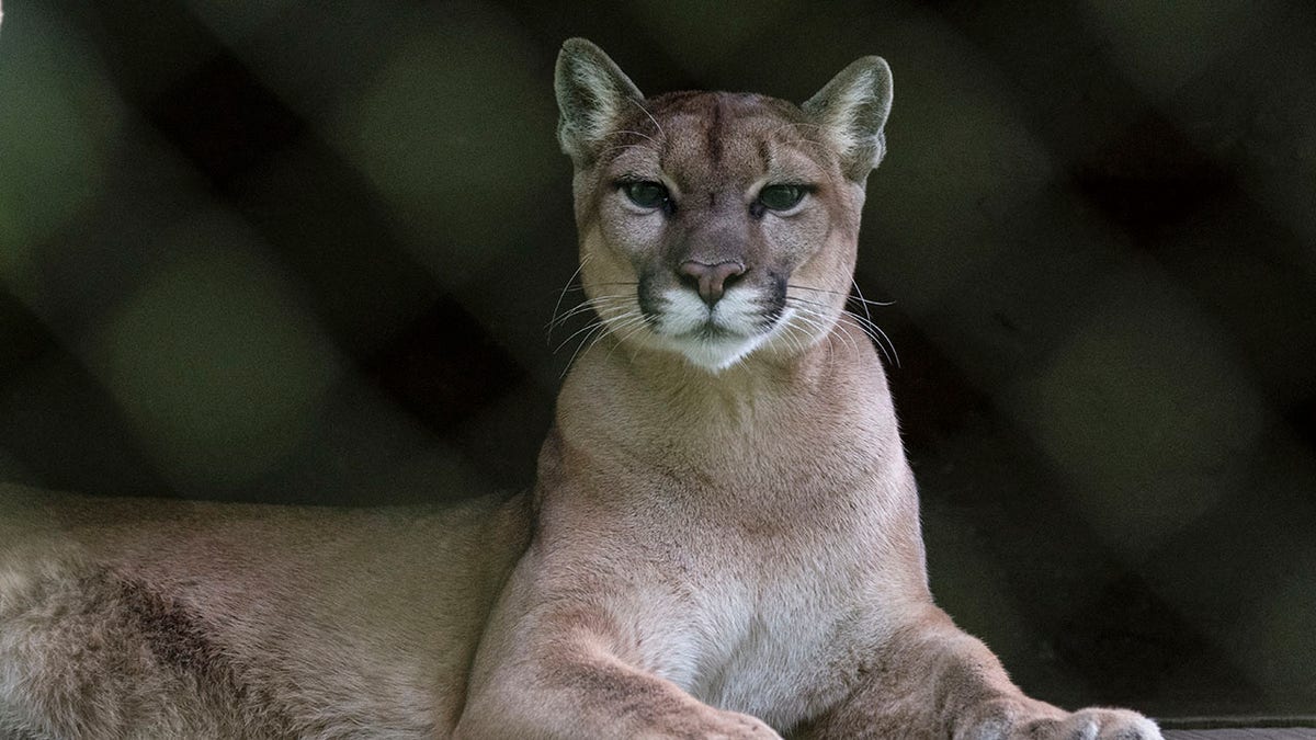 Fatal suspected mountain lion attack happened weeks after another encounter