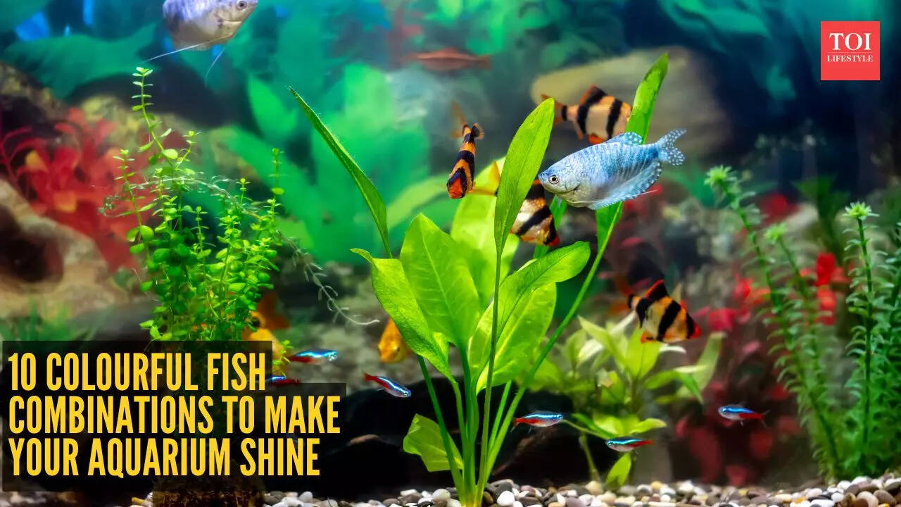 10 beautiful and colourful freshwater fish combinations to make your aquarium shine
