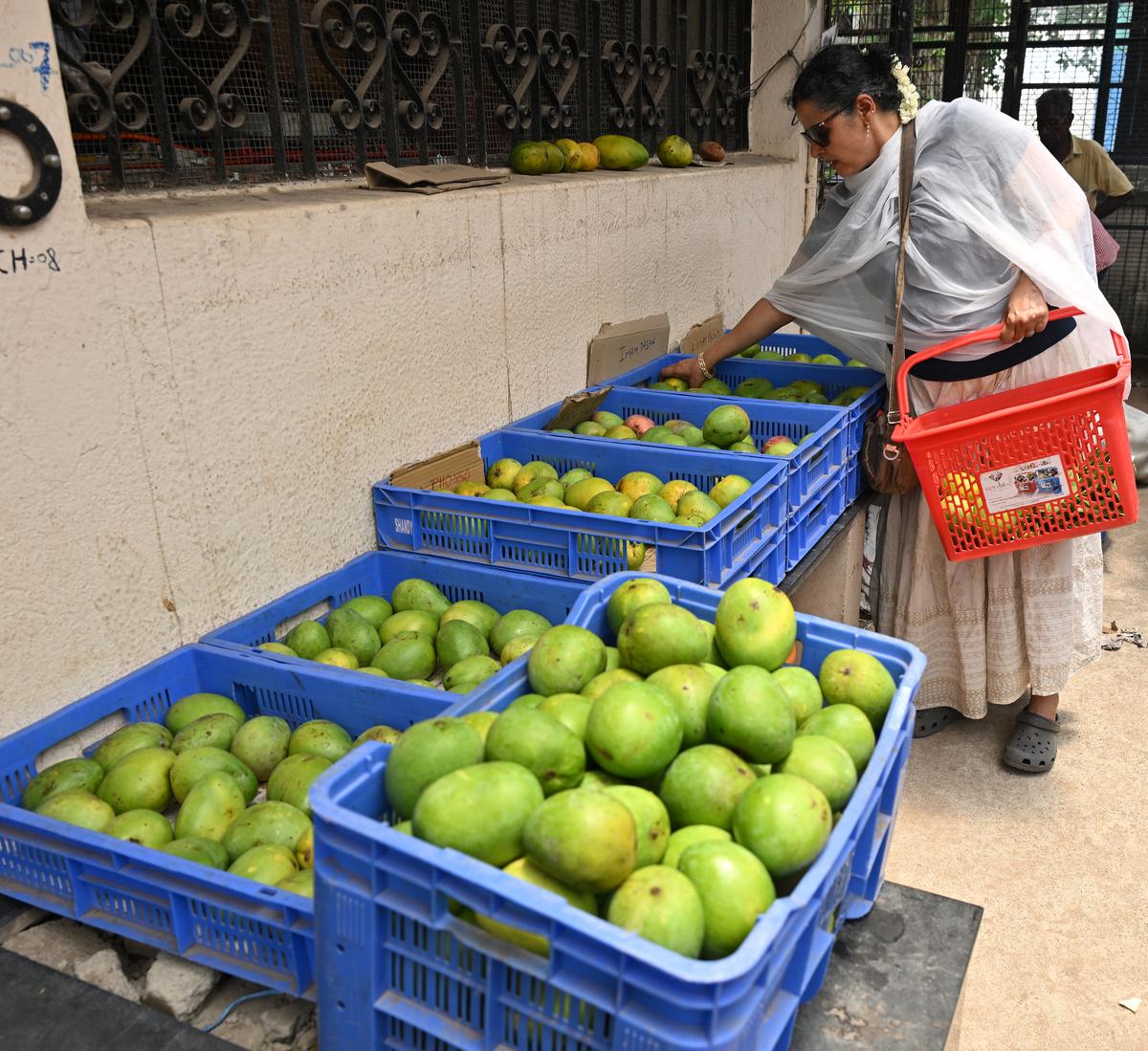 This year try a native mango variety, like Yaanathalai, Kalapadi or Nadusalai. Here is where you can find them in Chennai Discover native mango varieties in Chennai