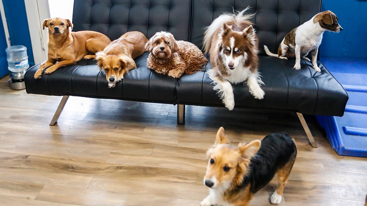 Tuya Smart Aura AI pet robot offers interactive play sessions and treats