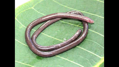 Scientists discover rare caecilian species Gegeneophis valmiki | Kolkata News