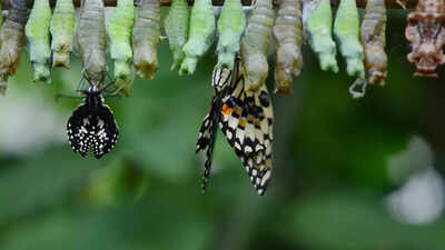 Scientists discover that butterflies remember life lessons from their caterpillar days |
