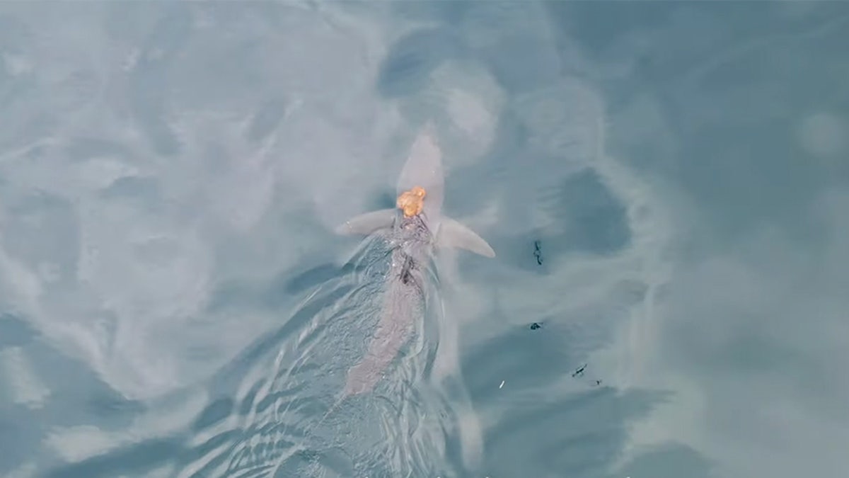 Scientists capture rare sighting of octopus riding shark on camera