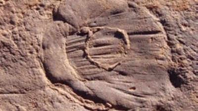 The hidden chemical process that saved 570-million-year-old soft animals in sandstone |