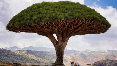 This tree secretes bright red “dragon’s blood” and science explains why |