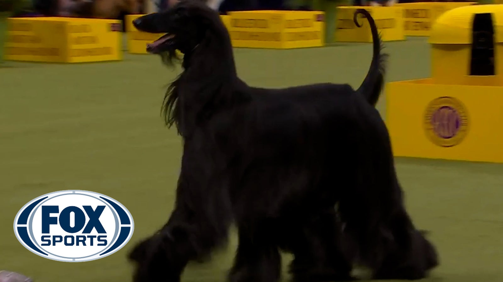 Sage the Miniature Poodle wins Best in Show at 2024 Westminster Dog Show