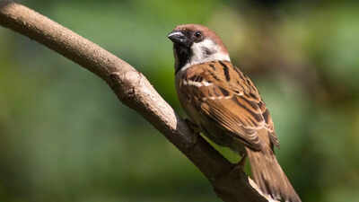 What house sparrows can teach us about evolution, survival, and a changing planet |