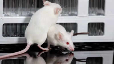 Why do scientists use mice for experiments and how do they mirror human biology |