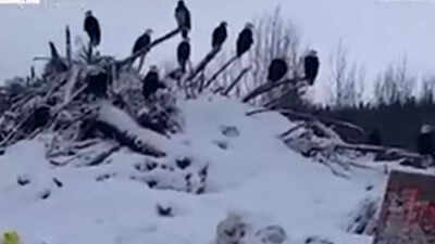 Why hundreds of bald eagles are flocking to northern British Columbia’s frozen mountains during winter | World News