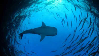 Why so many shark attacks off Sydney’s beaches? Here’s what scientists say drew sharks closer |