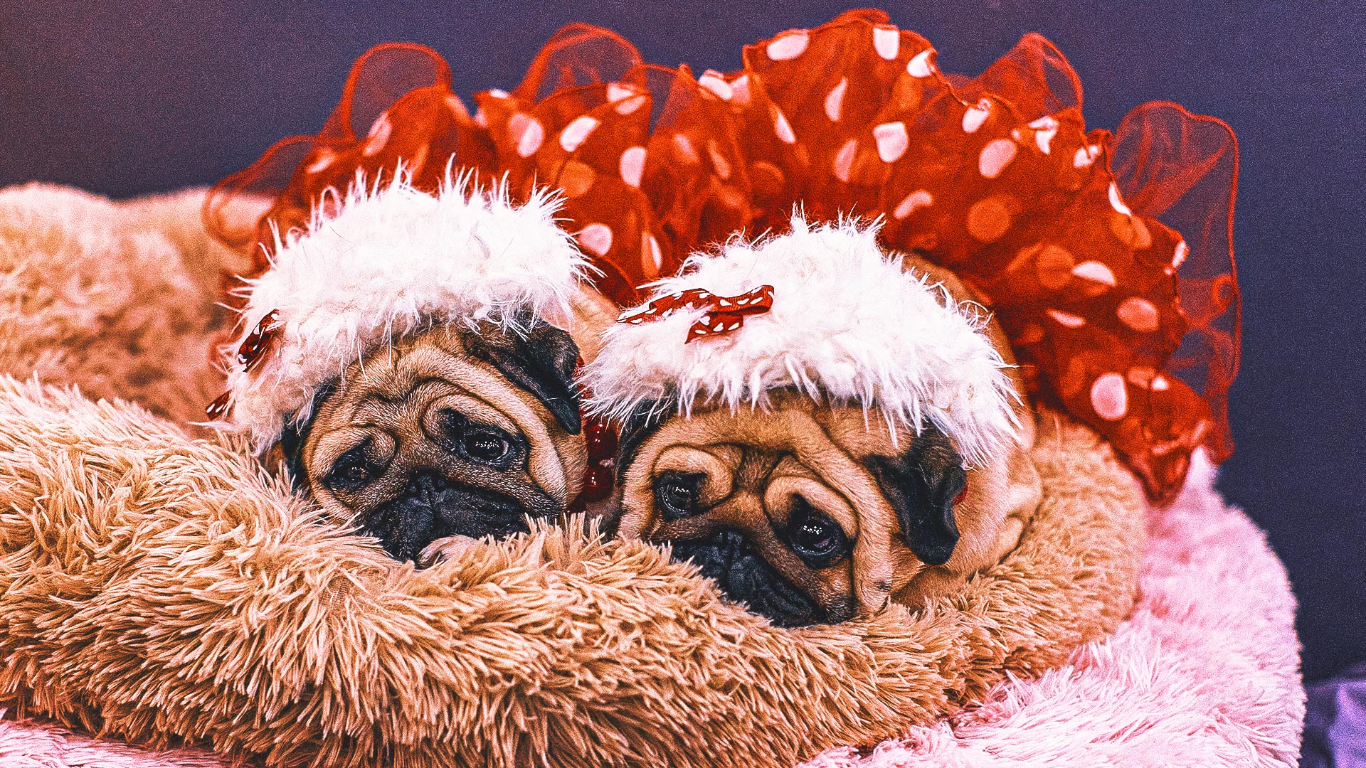 Not just Spot: Decoding Westminster show dogs’ fancy, fanciful names