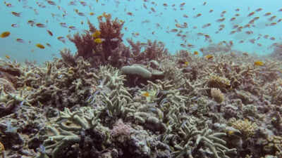 Mother-daughter team finds world’s largest known coral on Great Barrier Reef