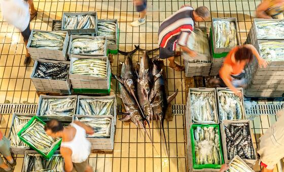 Fresh report warns fish fraud extends to one fifth of global catch