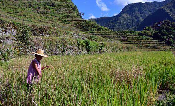 UN forum calls for overhaul of agrifood systems