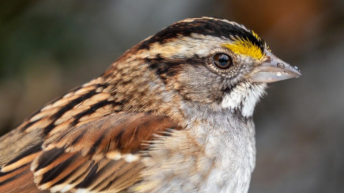 White-throated sparrows show sex in nature is not a simple binary