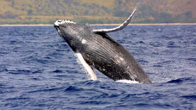 40-ton humpback whales travel 5,000 miles each year performing epic jumps and jaw-dropping shows |