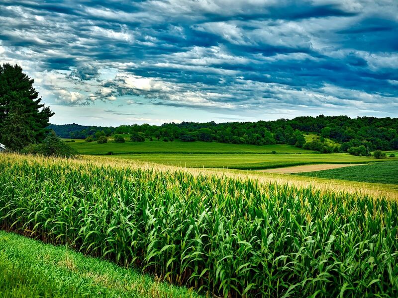 Corn Falls Lower on Tuesday
