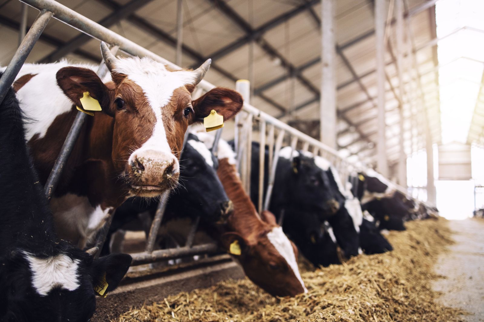 Cattle Look to New Week of Trade