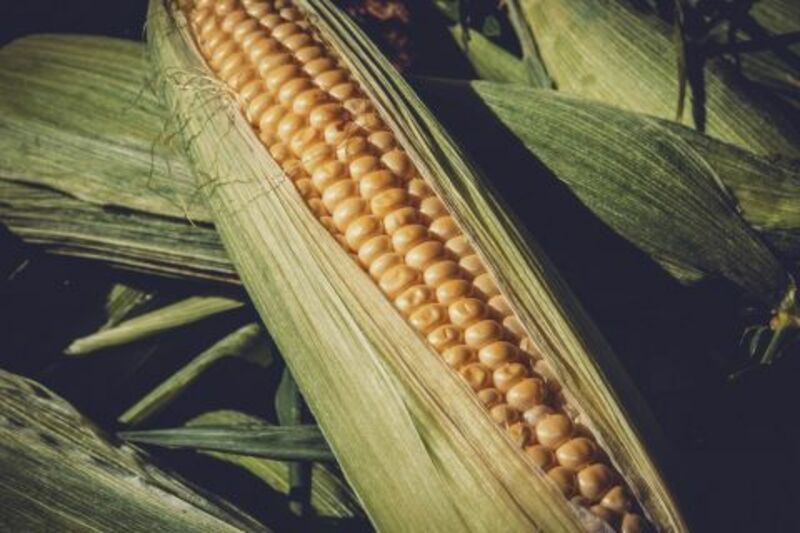 Corn Facing Pressure to Close Out January