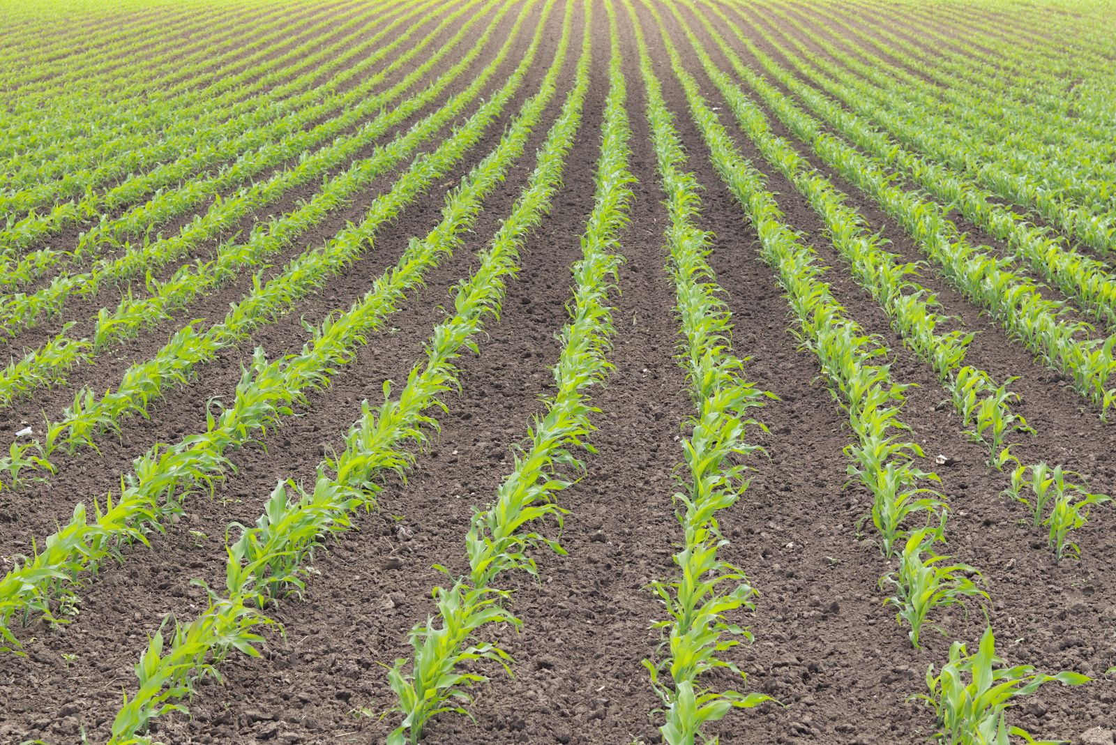 Corn Slipping on Monday Morning