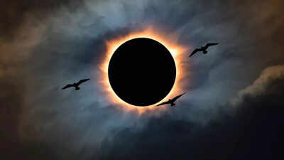 First solar eclipse of 2026: What happens to wildlife during a solar eclipse; animal behaviour explained |