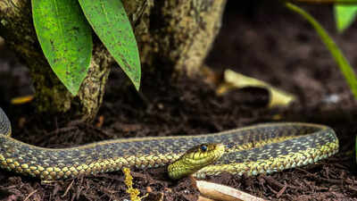 Stop growing THIS beautiful plant in your garden as it attracts snakes |