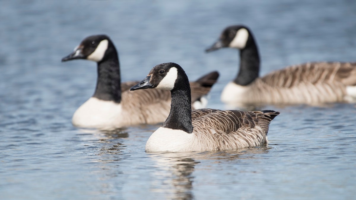 Bird flu suspected in 1,100 geese deaths across 7 counties