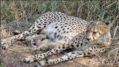 Cheetah Population India: Kuno National Park: Cheetah population grows to 38 as Gamini gives birth to 3 cubs, boosting Project Cheetah |