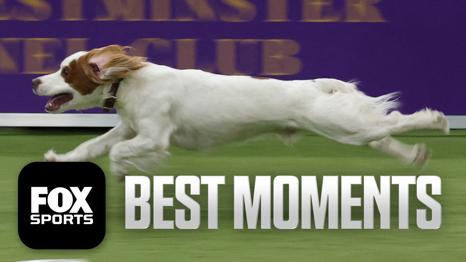 2026 WKC Dog Show: Prove-It The Border Collie Wins Masters Agility Championship