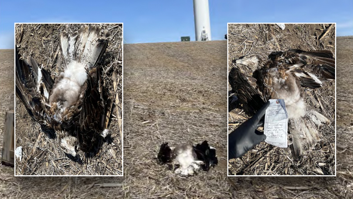 Obama-funded Minnesota wind project fined after bald eagle killed by turbine