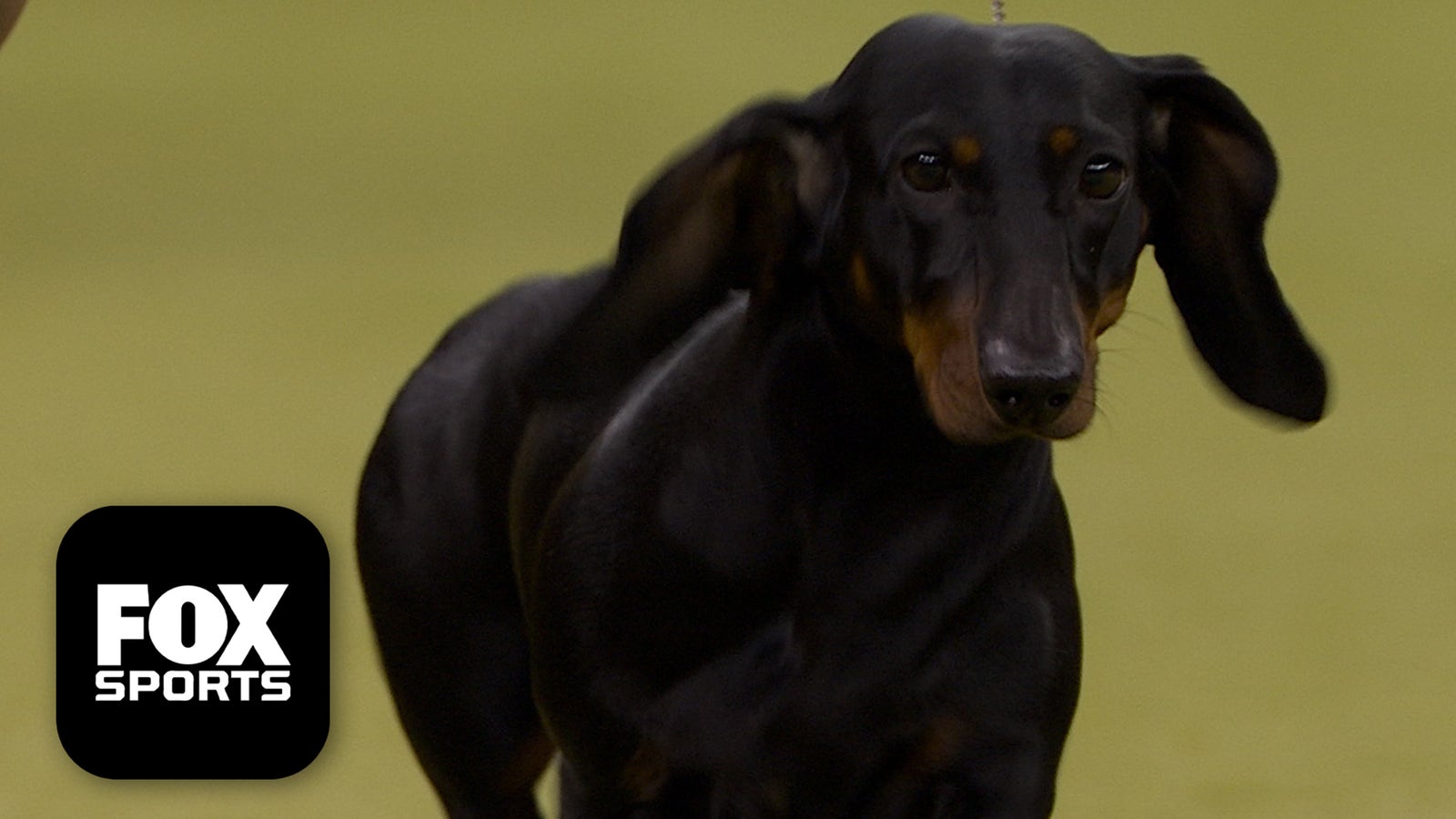 2026 Westminster Kennel Club Dog Show: Group Winners, Results From Day 1