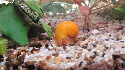 Meet the snail that can rebuild a complete eye from scratch in just 30 days |