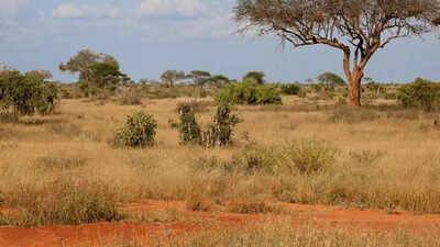 Michigan scientist uses 750-year-old Indian poems to show western India’s savannas were never ruined forests |