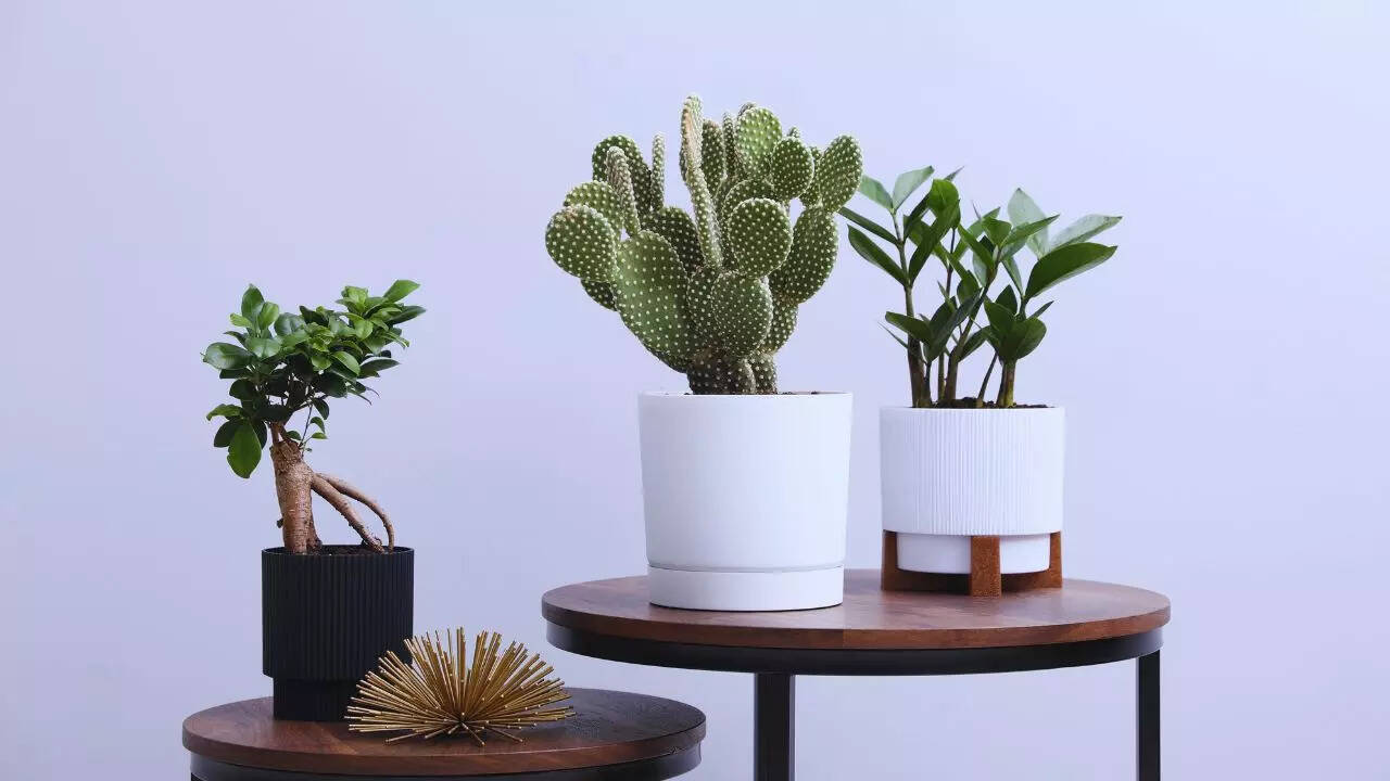 5 plants you should NEVER place near the main door as per Vastu and why