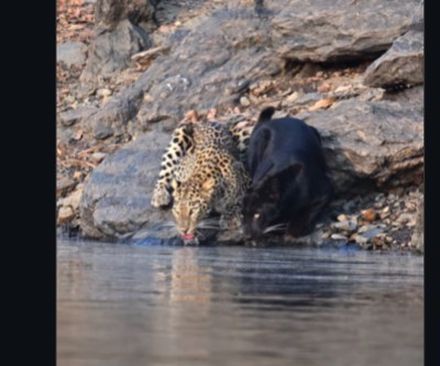 Watch: Rare moment as black panther and leopard drink water side by side |