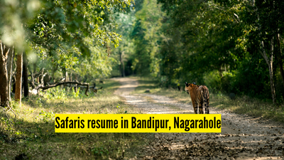 Karnataka: Safari operations resume in Bandipur, Nagarahole from today under tight guidelines |