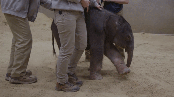 First baby Asian elephant born at Smithsonian’s National Zoo after 25 years