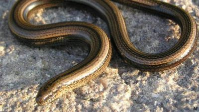 Think you spotted a snake in your garden that disappeared in seconds? This snake-like creature is not what you think |