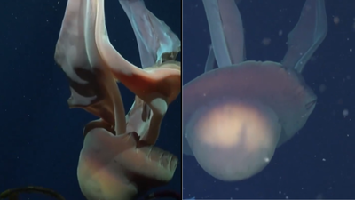 Giant phantom jellyfish filmed deep off Argentina’s coast — watch