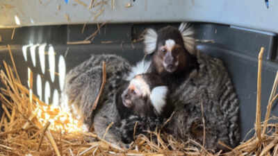 ‘The Monkey Whisperer’: Florida man arrested for illegal trading of exotic animals, fined ,000