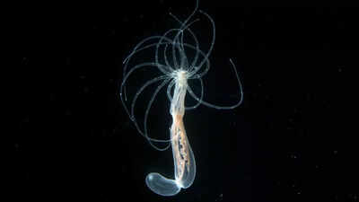 600-million-year-old secret of the human body may lie inside this brainless ocean creature |