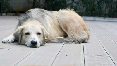 7 signs every dog owner should know that their pet is dying |